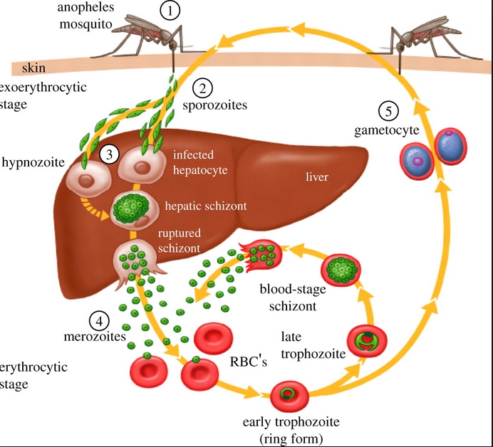 Malaria life cycle : 네이버 블로그