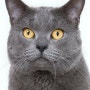 [고양이 종류] 샤트룩스 고양이 성격과 특징 및 키우기 [러시안블루 샤트룩스 차이점/희귀 고양이]