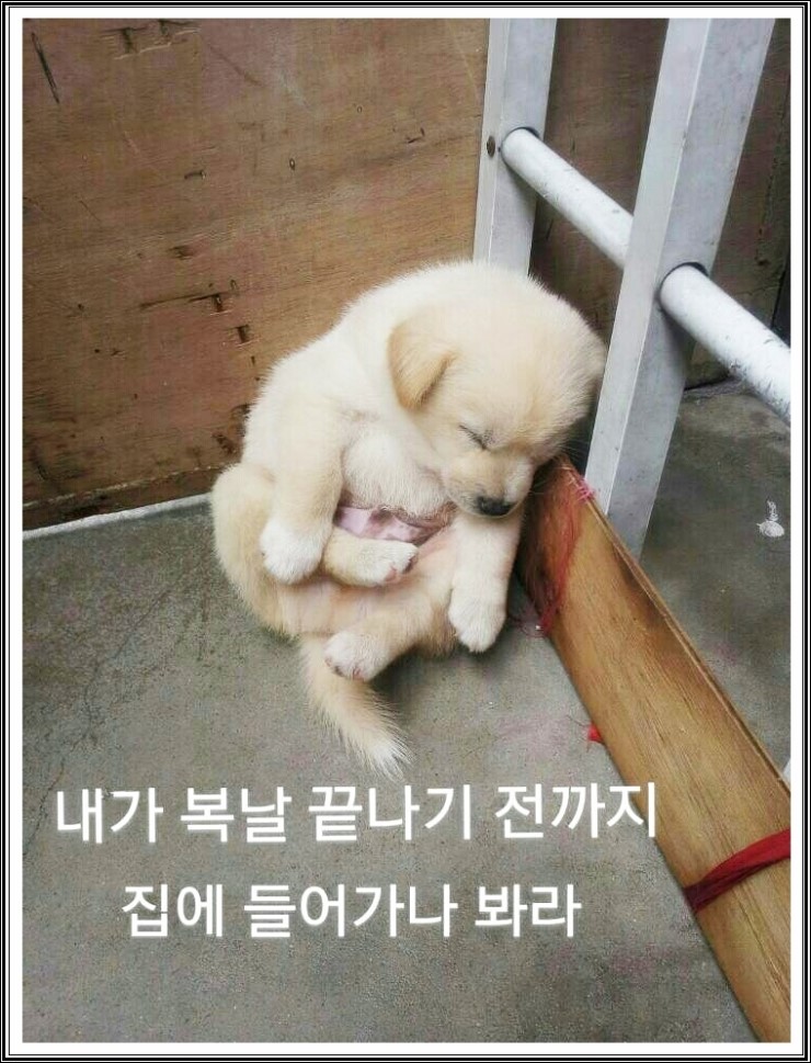 ë³µë‚  ê°•ì•„ì§€ì˜ ì‹œìœ„ ë„¤ì´ë²„ ë¸