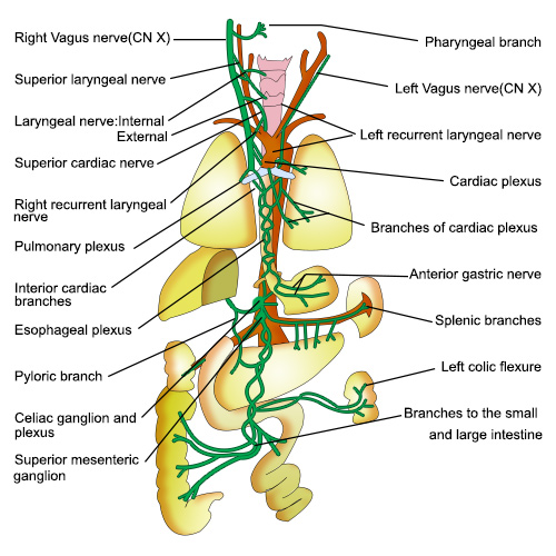 미주신경(迷走神經)의 기능( Function of the Vagus Nerve) : 네이버 블로그