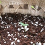 방울토마토 키우기 : 나만의 작은 정원 <베지터블 바스켓>