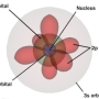 Electron Configuration