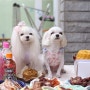 돌풍 & 똘복 형제의 3번째 생일파티! 해피팡팡 강아지케잌,엄마표 수제간식으로 만든 생일상^^
