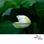광주 경안천 습지생태공원 - 연꽃