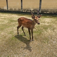 [15_Japan] 여행 둘째 날, 난바역에서 나라의 사슴공원, 고후쿠지, 도다이지까지!