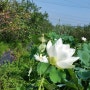 #.폭염을 식혀주는 블루베리농장의 백연꽃