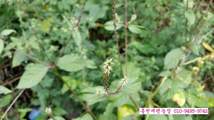 우슬효능과 우슬파는곳 : 네이버 블로그