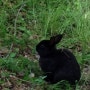 이태원 남산공원 산책하기 :: 이태원 남산공원에서 만난 토끼