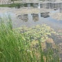 호수공원 연꽃과 잉어 그리고 거북이