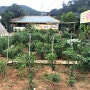 [검단/김포 맛집] 텃밭에서 직접 딴 채소, 상 위에서 만나실 수 있는 감나무집