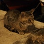 두브로브니크에서 만난 고양이 ! 아롱이 간식 사기 :)