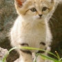 [고양이 종류] 모래고양이 샌드캣 성격과 특징 및 키우기 [야생고양이/희귀고양이/특이한고양이]