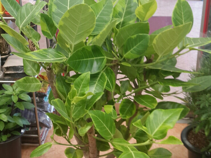 [공기정화식물] 벵갈고무나무 키우기 : 네이버 블로그