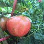 태안 골드홈 스틸하우스 텃밭의 토마토가 잘 익어갑니다.