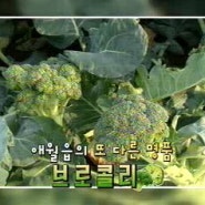 제주 MBC 우리동네 차차차 속 효소왕국 볶음장/고추장
