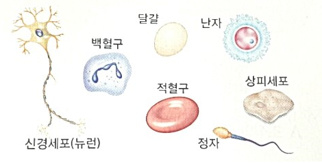 생물과학 세포의 크키와 종류 동물세포와 식물세포의 차이점 네이버 블로그