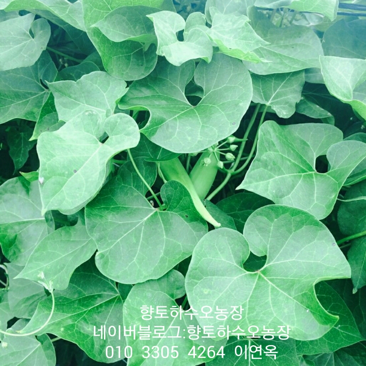 #백하수오#농장체험#씨방과 줄기와 잎의효능#활용도#백하수오재배#구근과씨앗판매 : 네이버 블로그