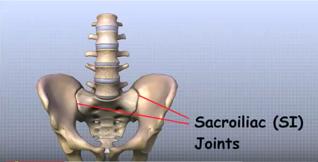 요추(Lumbar Spine) 해부 동영상 : 네이버 블로그