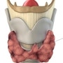 [구로 참튼튼병원] 갑상선암 초음파 검사 필요