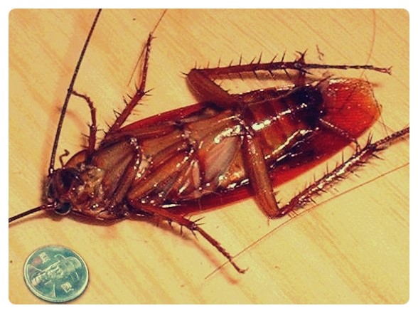 한국에서 서식하는 바퀴벌레 중 제일로 큰 미국바퀴 퇴치법 : 네이버 블로그