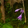 좀비비추 /백합과 /작은 꽃잎이 전하는 좀비비추의 아름다움