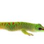 [Giant Day Gecko] 자이언트 데이 게코 정보 모음