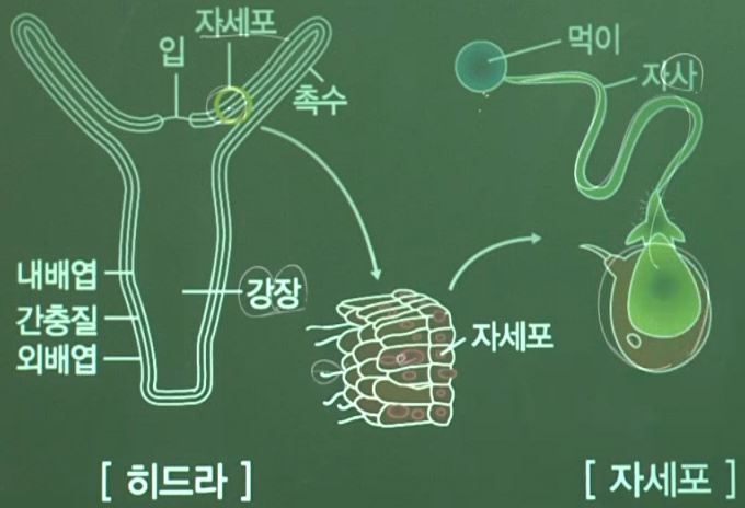 히드라 세포의 다이어그램