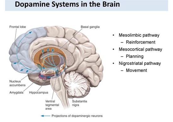 도파민 ( 영어 : dopamine )은 : 네이버 블로그