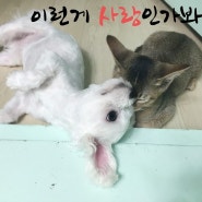 개와 고양이 사랑과 우정 사이