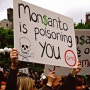 GMO유전자조작식품의 안전성