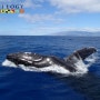 하와이 마우이 트릴로지 고래관광 예약시작