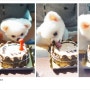 포메라니안의 특성] 몽실이의 첫 생일기념 포메라니안 곰돌이컷
