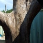 느티나무