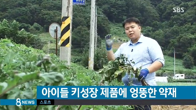 천속단 한속단 진짜 속단의효능은!!! : 네이버 블로그