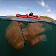영국해안서 발견된 1.5m 거대해파리