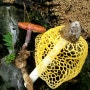 영지와 노랑망태버섯
