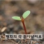 자랑스러운 한국인 평화운동가, 평화의 사자상을 받다