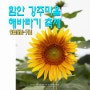 함안 강주마을 해바라기 축제