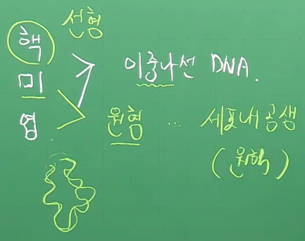핵막구조, 핵막의 기능, 핵막의 핵공, 핵액, 염색사, 인 : 네이버 블로그