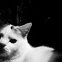 고양이왕국 - 고양이 질병 조기발견 체크포인트