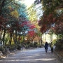 울긋불긋 가을 낙엽이 지기 전에.