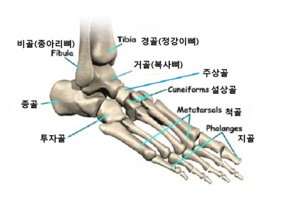 주상골 골절과 입방골 골절 : 네이버 블로그