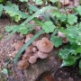 [임원경제지 정조지이야기] 가을 보양식2-버섯