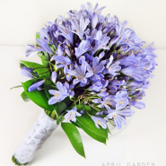 Agapanthus (short)