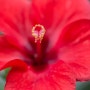 히비스커스꽃말 - 하와이무궁화