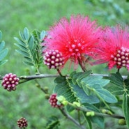 하와이 열대꽃,식물 알아보기 71~75