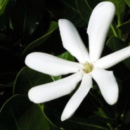 하와이 열대꽃,식물 알아보기 91~95