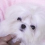 [분양완료] Vanilla white of Princess maltese FCI