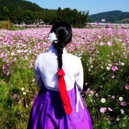 한복나들이 : 하동 북천 코스모스메밀꽃축제
