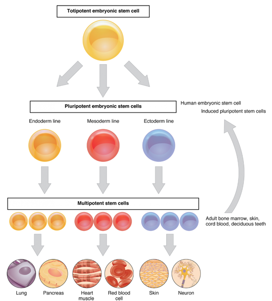 줄기세포가 뭔지 설명하는 포스팅 네이버 블로그